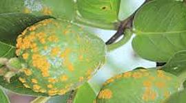 Timeline: HISTORIA DE LA FITOPATOLOGÍA