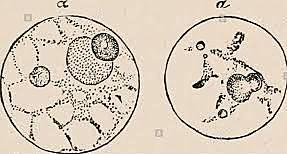 Nucleína, Friedrich Miescher.