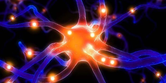 SURGIMIENTO DE LAS PRIMERAS NEURONAS