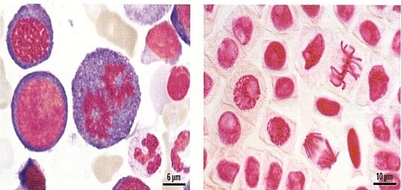 ADN en las células, Robert Feulgen