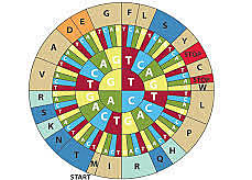 Desciframiento de la clave genética, Severo Ochoa.