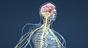 ORIGEN DEL SISTEMA NERVIOSO