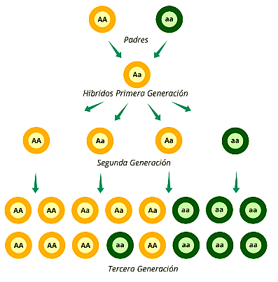 Leyes de la herencia de caracteres, Gregor Mendel.
