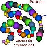 Proteínas formadas por aminoácidos, Hermann Fischer.