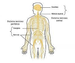 SISTEMA NERVIOSO PERIFÉRICO (SNP)