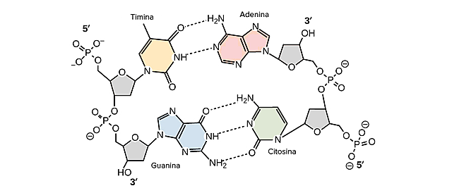 Pentosas, Theodore Leven.