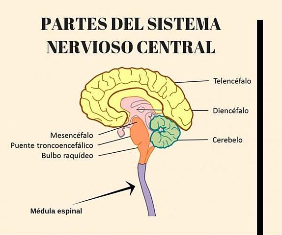 SISTEMA NERVIOSO CENTRAL