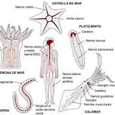 Timeline: EVOLUCIÓN DEL SISTEMA NERVIOSO