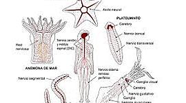 Timeline: EVOLUCIÓN DEL SISTEMA NERVIOSO