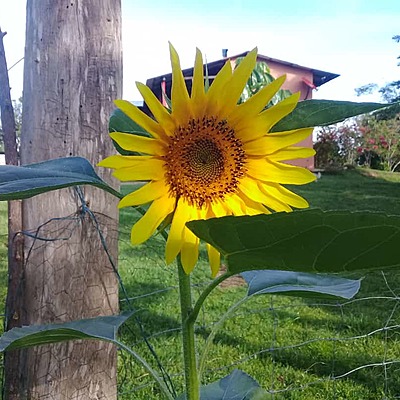 Timeline: HISTORIA DE LA FITOPATOLOGIA