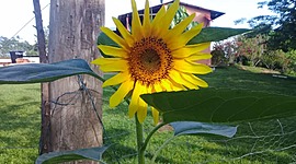 Timeline: HISTORIA DE LA FITOPATOLOGIA