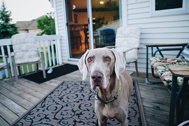 Our family got our first dog