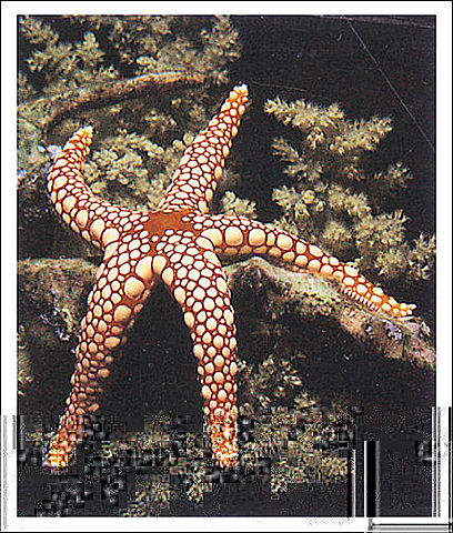 ORGANIZACIONES NERVIOSAS