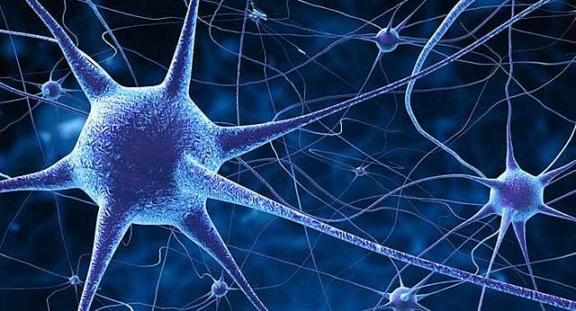 PRIMERA AGRUPACION NEURONAL