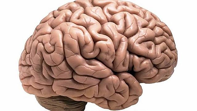 SURGIMIENTO DEL PRIMER CEREBRO