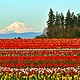 Wooden shoe tulip farm by mt. hood territory home rectangle