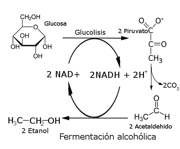 Louis Pasteur, Ferdinand Cohn y Robert Koch