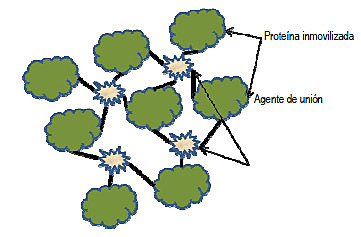 Enzimas inmovilizadas
