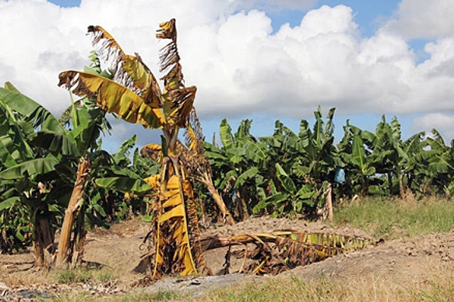 Enfermedad del banano