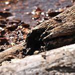 teoria del mundo como leño