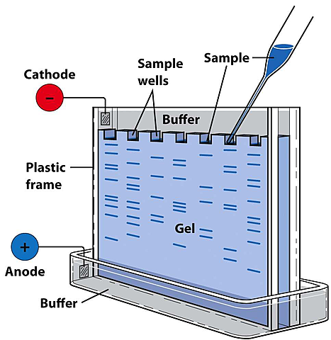 1er PURIFICACIÓN DE ENZIMAS