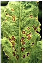 proceso de diagnóstico de virus de plantas