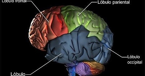 Principios de la psicología fisiológica