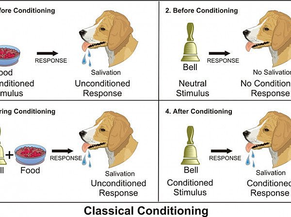 Las glándulas digestivas