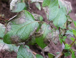 Tizón tardío de la papa