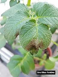 Reproducción  de la enfermedad, la gota de la papa.