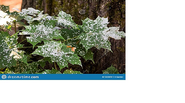 Enfermedades de las plantas (Homero)