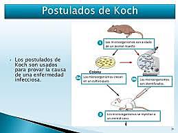 Los postulados de koch. Médico alemán Robert Koch.