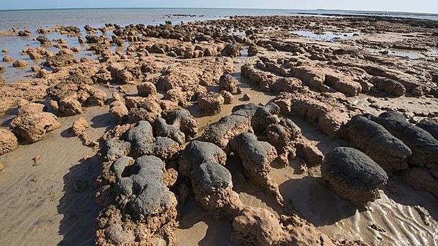 Primeros indicios de seres vivos