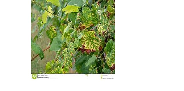 Primer Patógeno Vegetal (Muérdago)