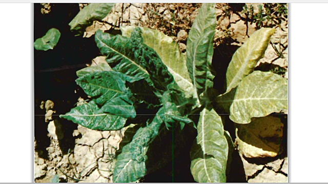 Pionero de la virología