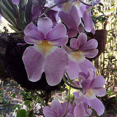 Timeline: HISTORIA DE LA FITOPATOLOGIA - EVENTOS IMPORTANTES.