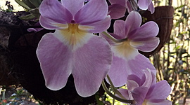 Timeline: HISTORIA DE LA FITOPATOLOGIA - EVENTOS IMPORTANTES.