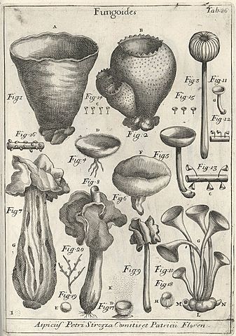 Nova Plantarum Genera