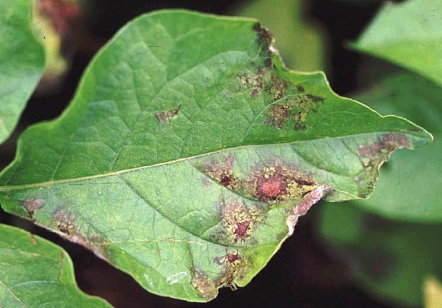 Enfermedad de la papa (Phytophthora infestans)