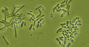Comercializacion del Bacillus thuringiensis
