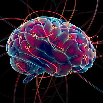 Timeline: Evolucion Del Cerebro