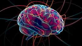 Timeline: Evolucion Del Cerebro