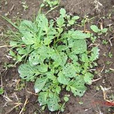 Timeline: Historia de la fitopatología