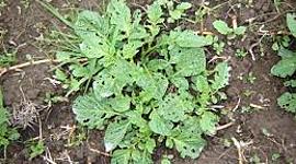 Timeline: Historia de la fitopatología