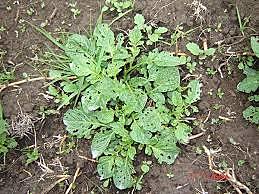 Tizón tardío ( gota de papa)