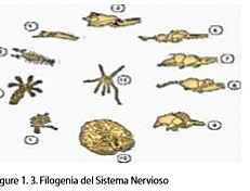 Surgimiento del sistema Nervioso