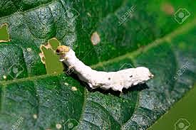 Agostino Maria Bassi