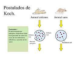 Postulados e Koch