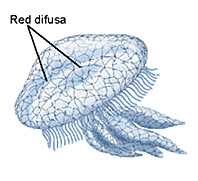 Primera Agrupación Neuronal