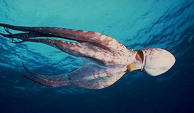 Organización nerviosa